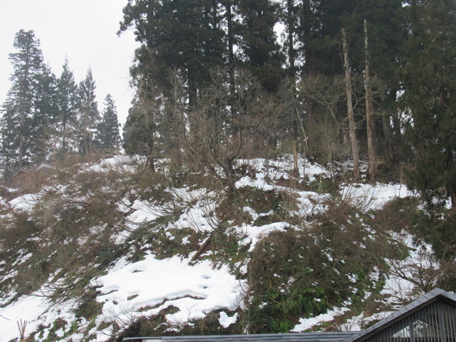IMG_5081.JPG